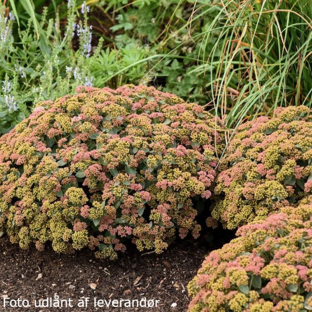 Sedum hybrida 'Coraljade'.<br/>Skt. Hansurt