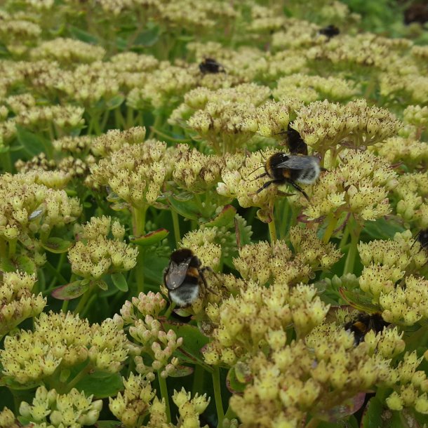 Sedum 'Honey Gold'. <br/>Skt. Hansurt