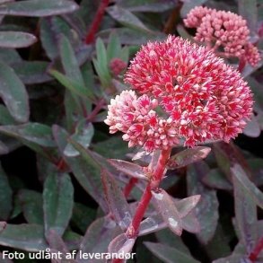 Hylotelephium telephium 'Marina'. <br/>Skt. Hansurt