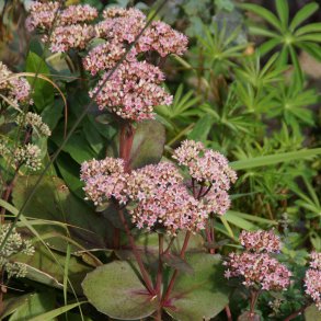 Hylotelephium 'Matrona'. <br/>Skt. Hansurt