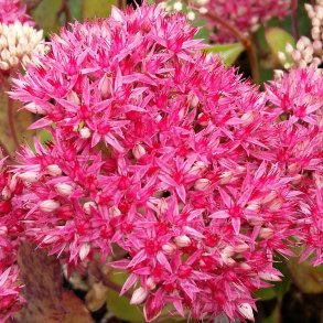 Hylotelephium 'Mr. Goodbud'.<br/>Skt. Hansurt