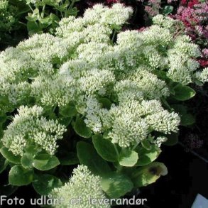 Hylotelephium spectabile 'Iceberg'. <br/>Skt. Hansurt