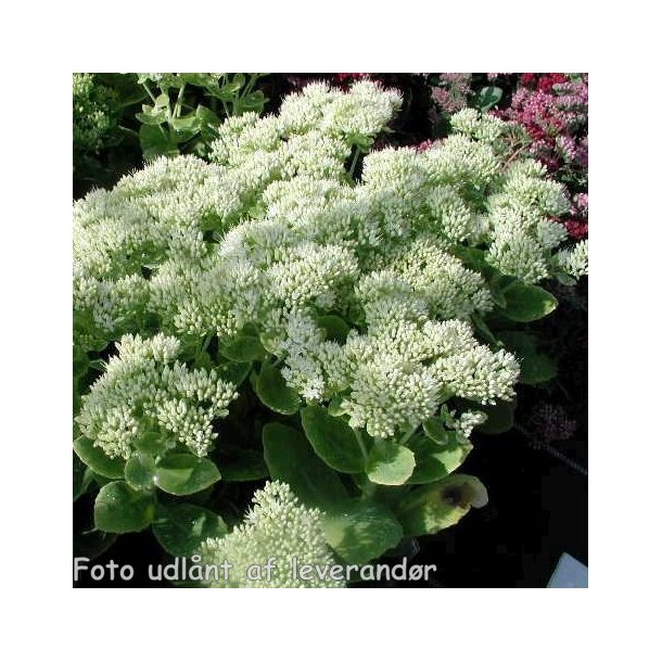 Hylotelephium spectabile 'Iceberg'. <br/>Skt. Hansurt