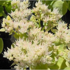 Hylotelephium spectabile 'Stardust'. <br/>Skt. Hansurt
