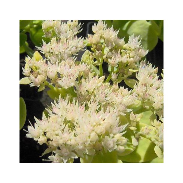 Hylotelephium spectabile 'Stardust'. <br/>Skt. Hansurt