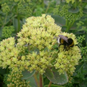 Hylotelephium telephium 'Sunkissed'.<br/>Skt. Hansurt