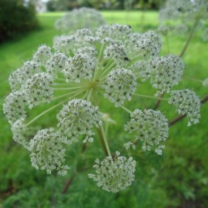 Ligusticopsis wallichiana. <br/>Walisisk seline