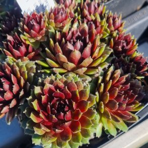 Sempervivum 'Silbernarneol'. <br/>Husl�g