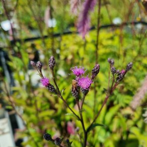Serratula tinctoria. <br/>Engsk�r