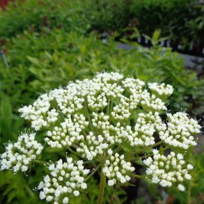 Seseli libanotis. <br/>Hjorterod