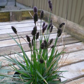 Sesleria heufleriana. <br/>Blaks