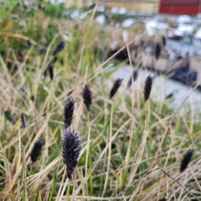 Sesleria robusta. <br/>Bl�aks