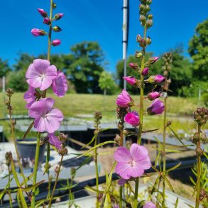 Sidalcea 'Shimmer'. <br/>Silkekatost