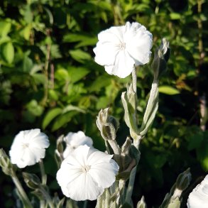 Silene coronaria 'Alba'. <br/>Haveklinte