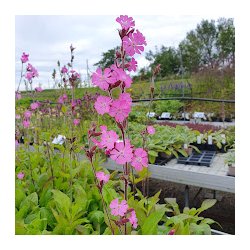 Silene dioica. <br/>Dagpragtstjerne