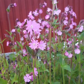 Silene dioica. <br/>Dagpragtstjerne