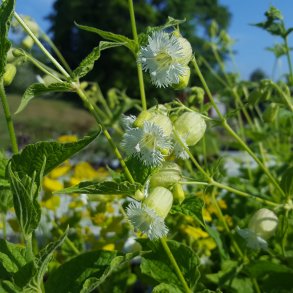Silene fimbriata. <br/>Dagpragtstjerne