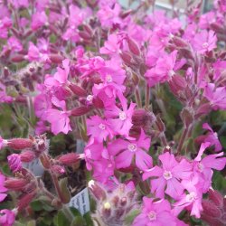 Silene dioica 'Rollies Favorite'. <br/>Dagpragtstjerne