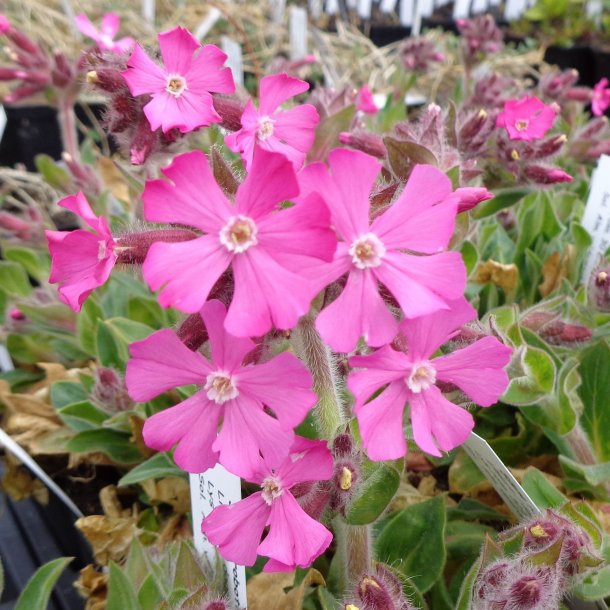 Silene robotii 'Rollies Favorite'. <br/>Dagpragtstjerne