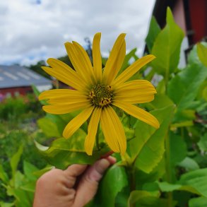 Silphium perfoliatum. <br/>Sk�lplante