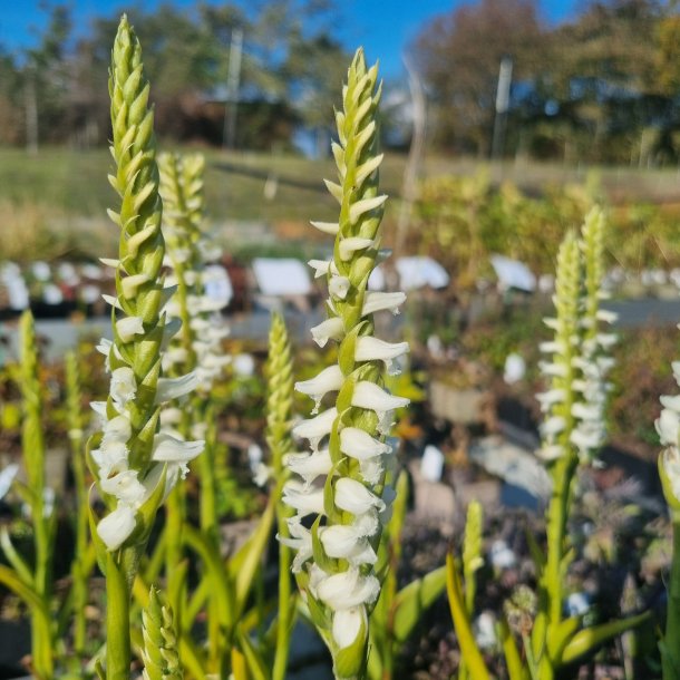 Spiranthes cernua 'Chadd's Ford'. <br/>Haveorkide