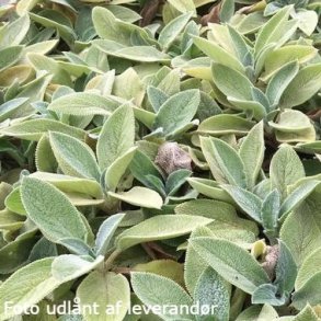 Stachys byzantina 'Cotton Boll'. <br/>Lammere
