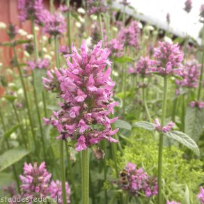 Betonica officinalis 'Hummelo'.<br/>Havebetonie