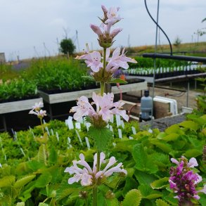 Betonica macrantha 'Morning Blush'. <br/>Havebetonie