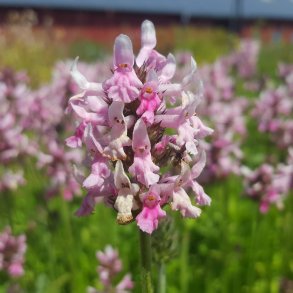 Betonica officinalis 'Pink Cotton Candy'.<br/>L�gebetonie