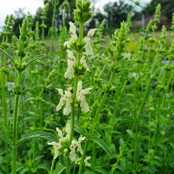 Stachys recta. <br/>Bjerggaltetand
