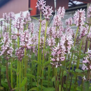 Betonica officinalis 'Rosea'. <br/>Havebetonie