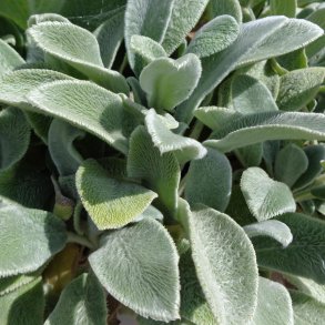 Stachys byzantina 'Silver Carpet'.<br/>Lammere