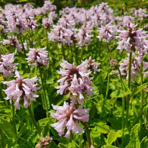 Betonica officinalis 'Summer Sweets'.<br/>Havebetonie