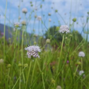 Succisella inflexa 'Frosted Pearls'