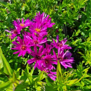 Symphyotrichum dumosum 'Jenny'.<br/>Pudeasters