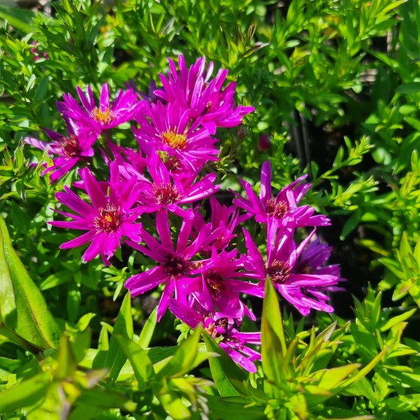 Symphyotrichum dumosum 'Jenny'.<br/>Pudeasters