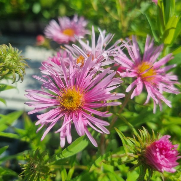 Symphyotrichum novae-angliae 'Rosa Sieger'.<br/>Asters
