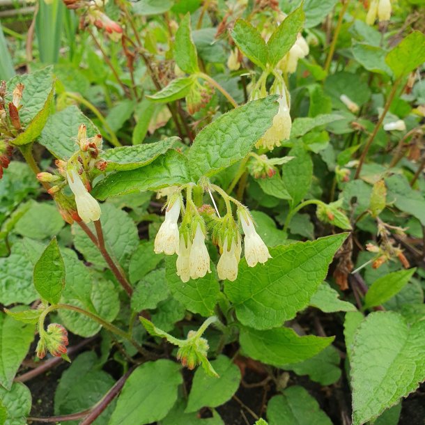 Symphytum grandiflorum. <br/>Kulsukker