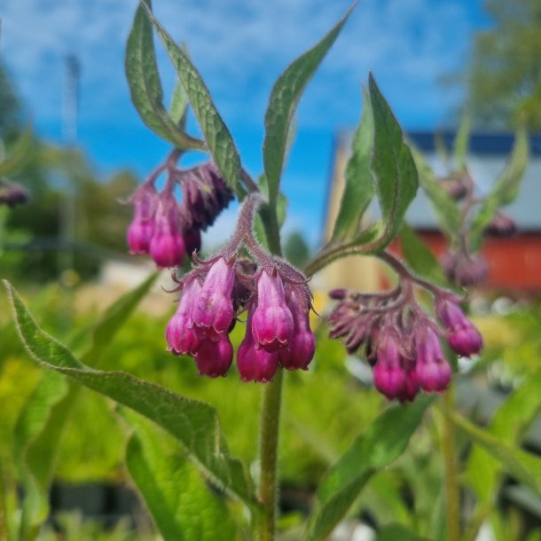 Symphytum offcinale 'Moulin Rouge'. <br/>Kulsukker