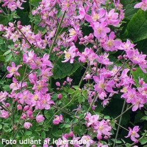 Thalictrum 'Fairy Wings'.  <br/> Violfrstjerne