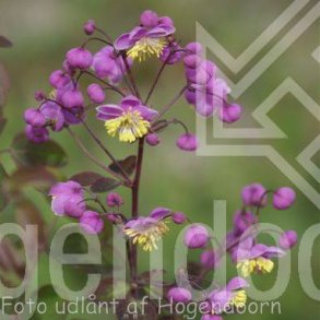 Thalictrum rochebrunianum. <br/>Klokkefrstjerne