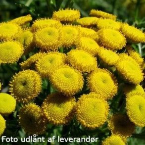 Tanacetum vulgare<br/>Rejnfan