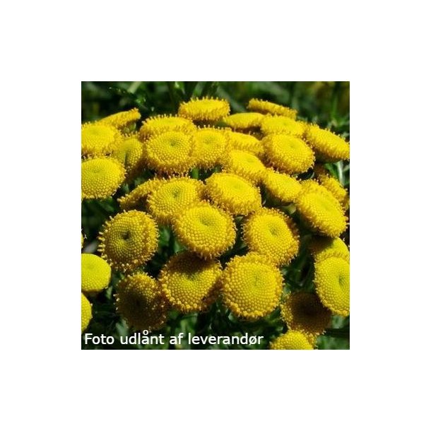 Tanacetum vulgare<br/>Rejnfan