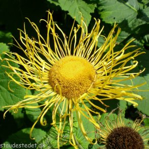 Telekia speciosa. <br/>Tusindstrle