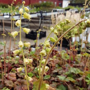 Tellima grandiflora 'Forest Frost'<br/>Biskophat