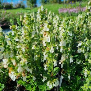 Teucrium chamaedrys f. albiflora.<br/> delkortlbe