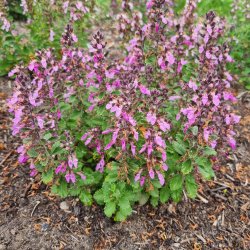 Teucrium chamaedrys.<br/> �delkortl�be