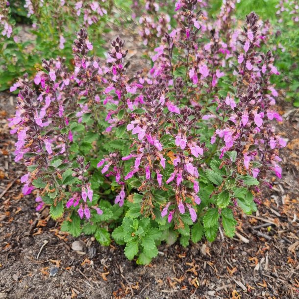 Teucrium chamaedrys.<br/> �delkortl�be