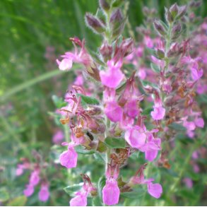 Teucrium chamaedrys.<br/> delkortlbe