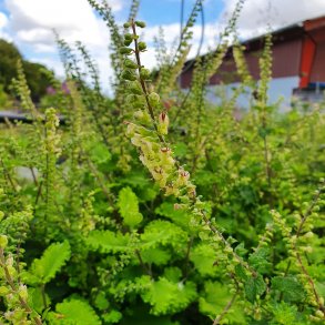 Teucrium scorodonia 'Crispum'.  <br/>Klasekortlbe